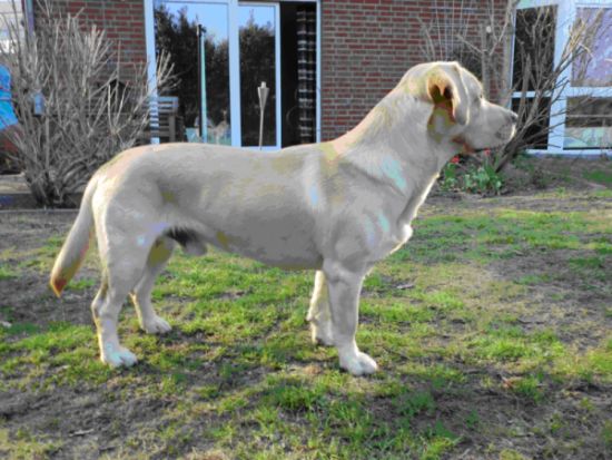 Zwergwüchsiger Labrador-Retriefer